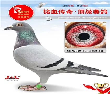 003直孙·卡普鸽王