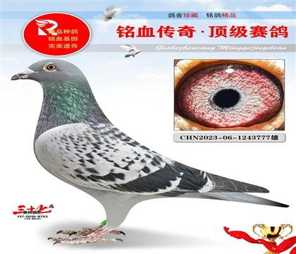 东方不败黄金对直子777