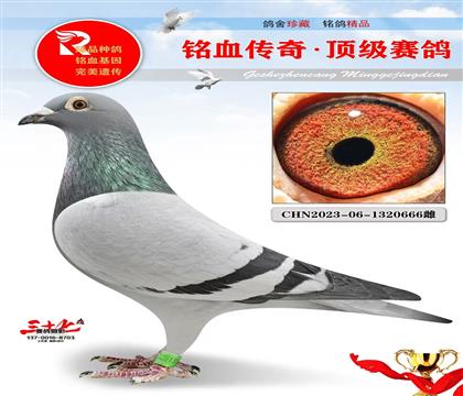 冠军号·灰公主 666号