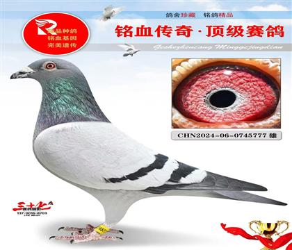 基特尔直子·灰公主