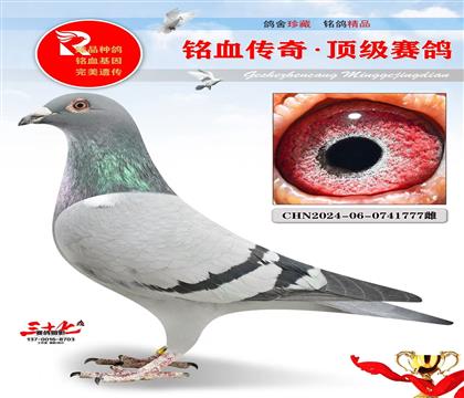 基特尔直子·灰公主