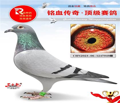 灰公主直子·直女、超级好