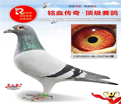 灰公主直子·直女