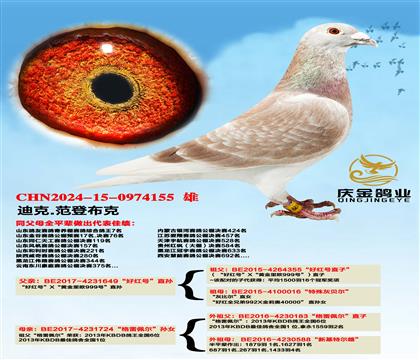 迪克.范登布克“好红号”直孙x“格雷佩尔”直孙女