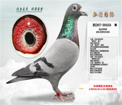 《推荐》“基特尔”直子X“新基特尔”直女