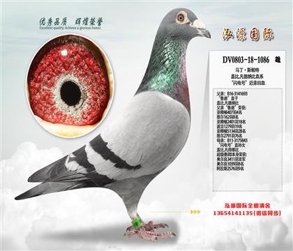 《推荐》“鲁迪”直子X“闪电号”直孙女