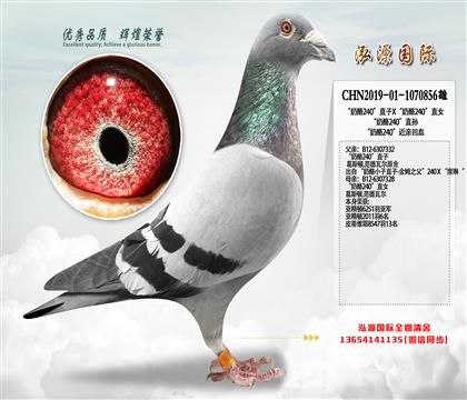 “奶酪240”直子X“奶酪240”直女