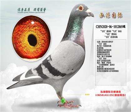 “飞戈”直孙X“飞戈”孙女