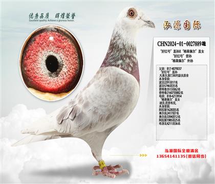 “好红号”直孙X“格莱佩尔”直女