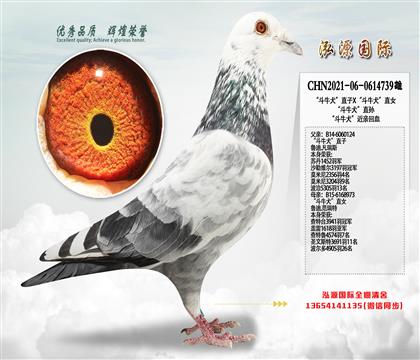 “斗牛犬”直子X“斗牛犬”直女