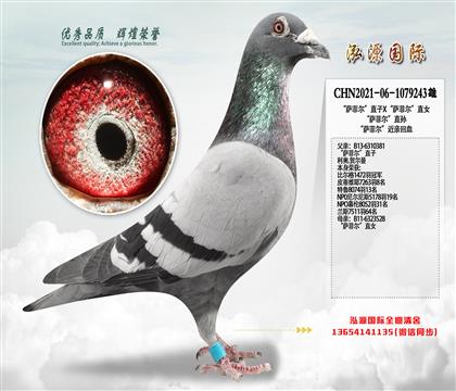 《推荐》“萨菲尔”直孙