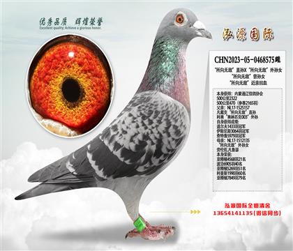 500公里470(参赛2165羽)“所向无敌”近亲回血