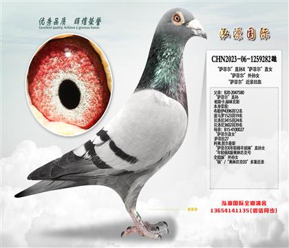 “萨菲尔”直孙X“萨菲尔”直女