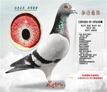 “欧元号”直孙X“欧元号”孙女