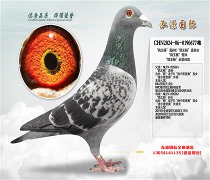 “鸽王杨”直孙X“鸽王杨”直孙女