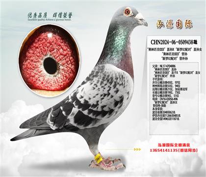 “奥林匹克003”直孙X“新梦幻配对”直孙女