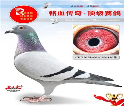 基特尔直子·灰公主