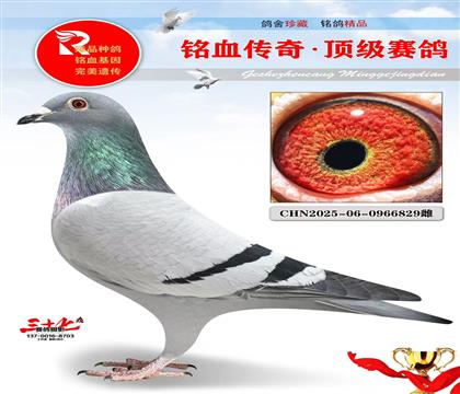 基特尔直子·灰公主