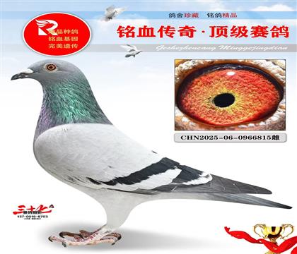 英格斯999·英格斯冠军雌