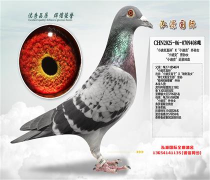 “小迪克直孙”X“小迪克”外孙女