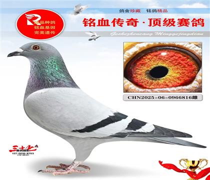 英格斯999·英格斯冠军雌