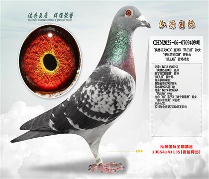 “奥林匹克003″直孙X“鸽王杨”孙女