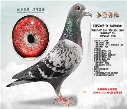 “奥林匹克003”直孙X“新梦幻配对”直孙女