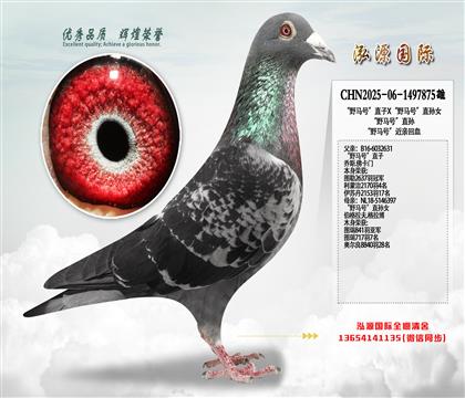 “野马号”直子X“野马号”直孙女