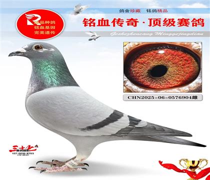 英格斯999·英格斯冠军雌