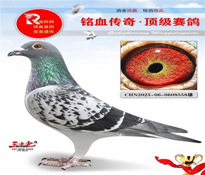 奶酪017直子·直女、非常推荐