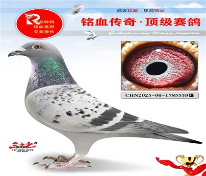 涡轮罗西平辈做出