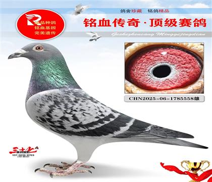 涡轮罗西平辈做出、特别好