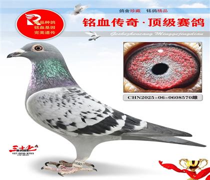 东方不败黄金对子代、实战