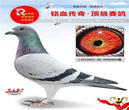 冠军号·灰公主、速度配对