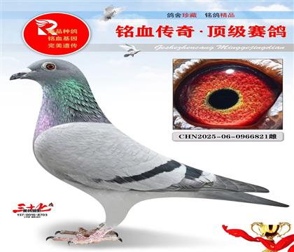 新闪电直子·超级罗密欧直女