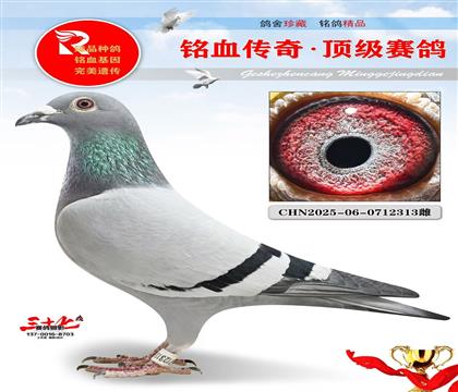 陈亚军、大奔回血