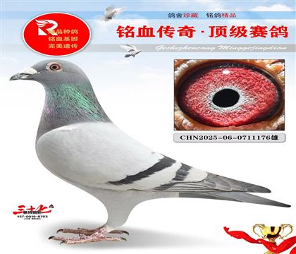 陈亚军、大奔回血