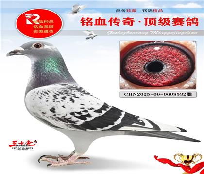 东方金雄·神奇号直女