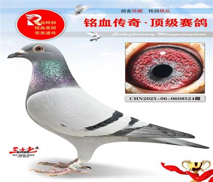 老功勋回血子代、