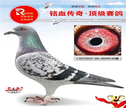 冠军号·灰公主