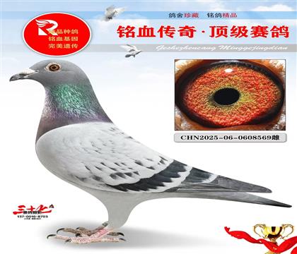 本人推荐考夫曼、仅此一只