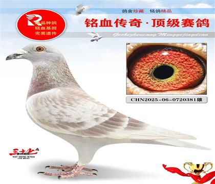 登瀛305、格利佩直孙