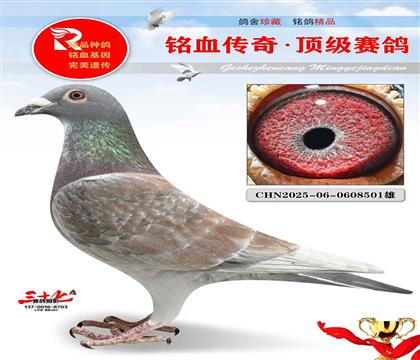 彩虹号、神州开尔专线