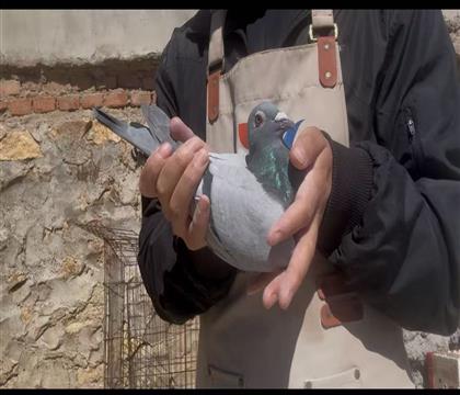 登瀛305回血、重点