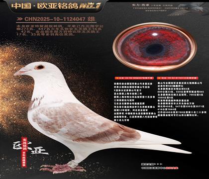 西佛依托全国冠军泰山号多重近亲357X133