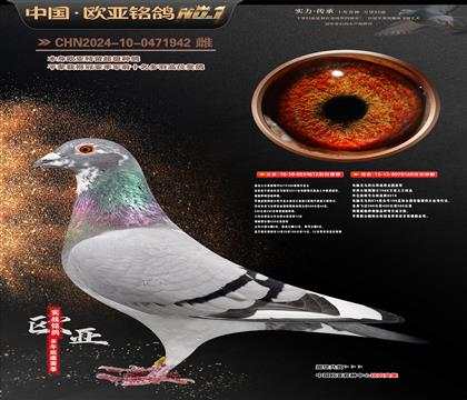 桑杰士狼狗612X169白羽战将全国亚军