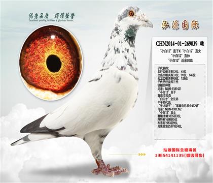 镇棚的种雄 “小白12”直子X“小白12”直女