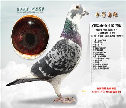 吉林克斯“格斗士直孙”X“白头席维斯特”直孙女