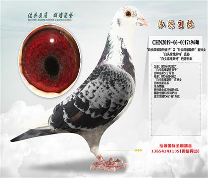 “白头席维斯特直子”X“白头席维斯特”直孙女