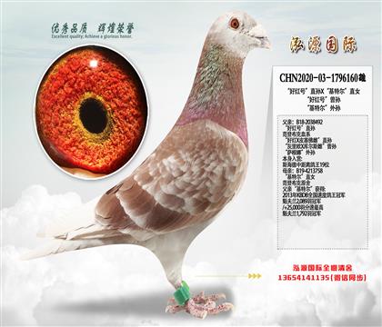 “好红号”直孙X“基特尔”直女